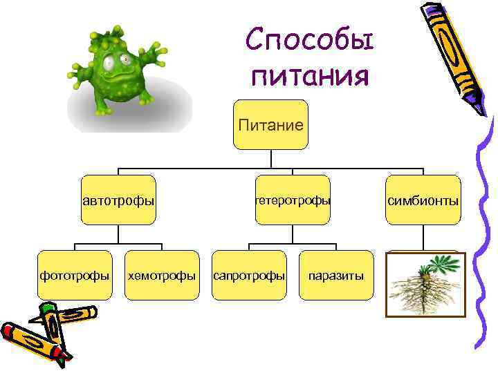 Способы питания Питание автотрофы фототрофы хемотрофы гетеротрофы сапротрофы паразиты симбионты 