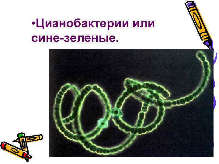  • Цианобактерии или сине-зеленые. 