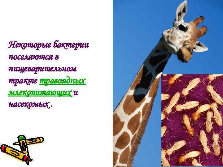Некоторые бактерии поселяются в пищеварительном тракте травоядных млекопитающих и насекомых. 