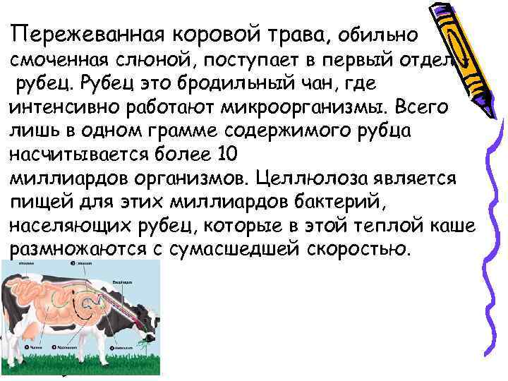 Пережеванная коровой трава, обильно смоченная слюной, поступает в первый отдел – рубец. Рубец это