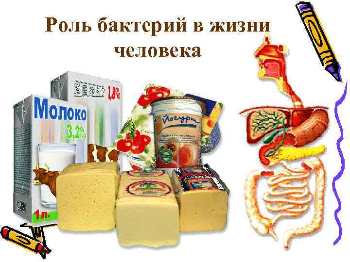 Роль бактерий в жизни человека 