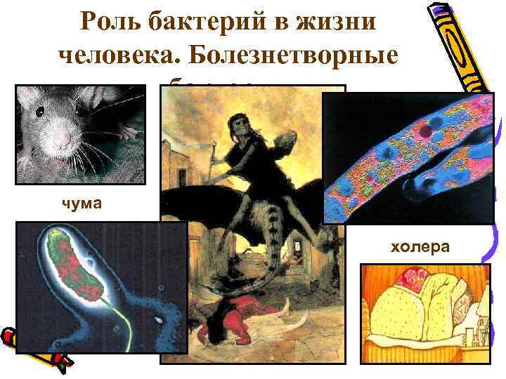 Роль бактерий в жизни человека. Болезнетворные бактерии чума холера 