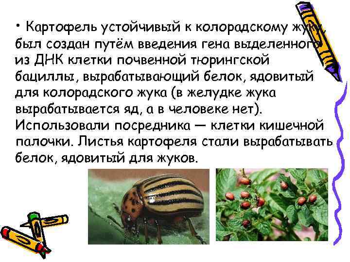  • Картофель устойчивый к колорадскому жуку, был создан путём введения гена выделенного из