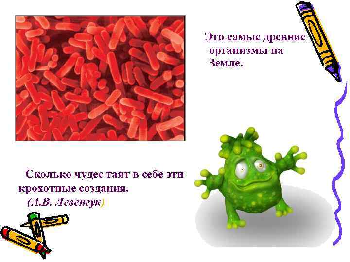 Это самые древние организмы на Земле. Сколько чудес таят в себе эти крохотные создания.