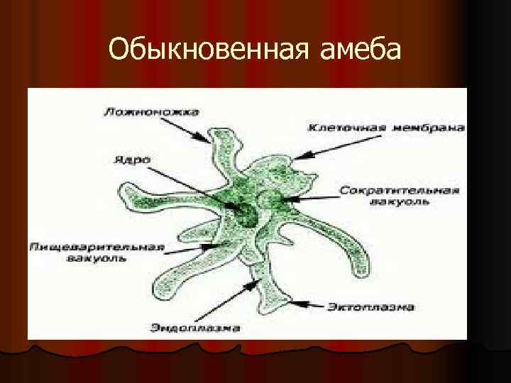 Обыкновенная амеба 