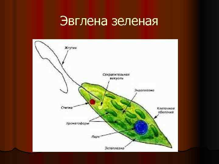 Эвглена зеленая строение с подписями рисунок