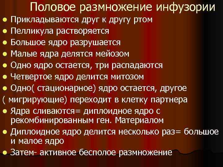 Половое размножение инфузории Прикладываются друг к другу ртом l Пелликула растворяется l Большое ядро