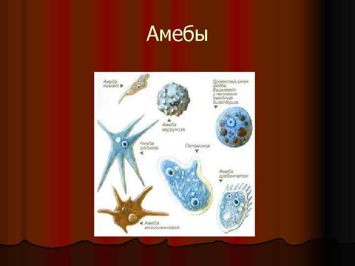 Амебы 