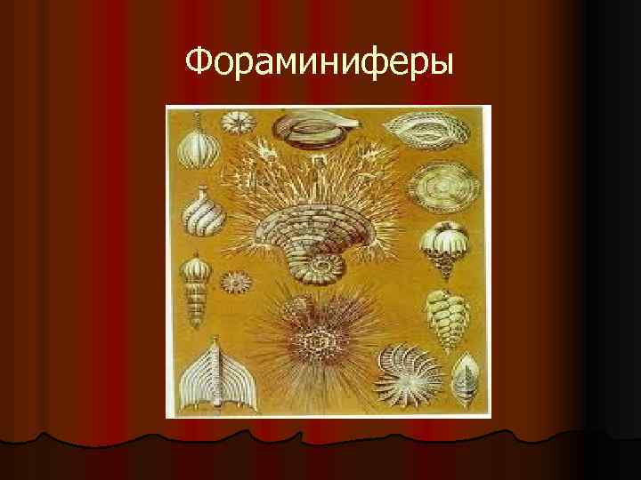 Фораминиферы 