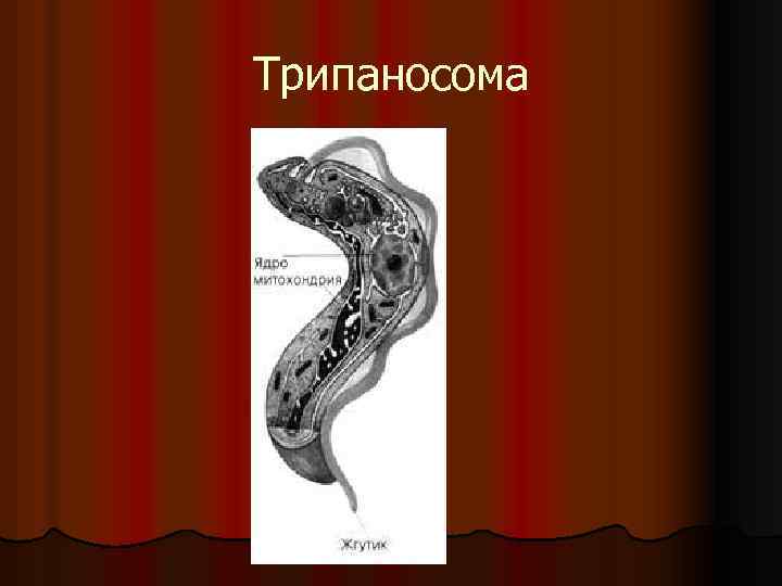 Трипаносома 