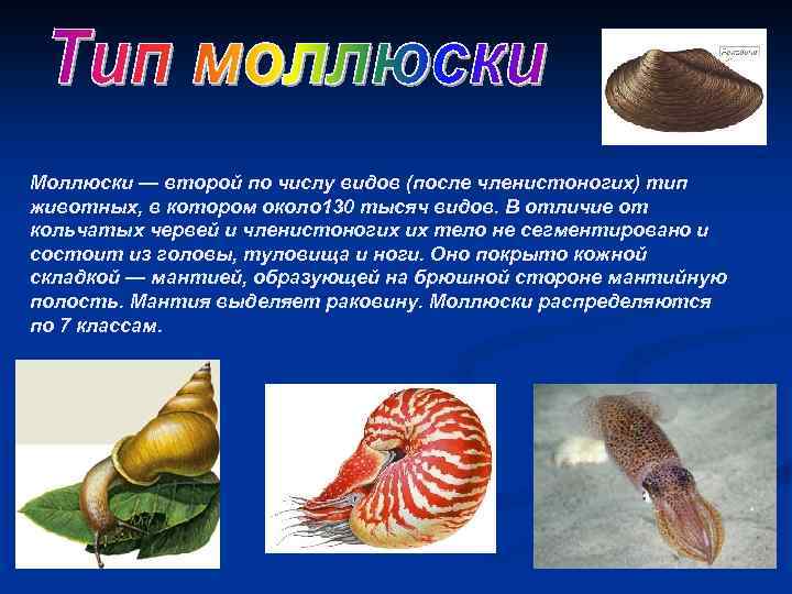 Приведите по три примера животных моллюски. Биология 7 класс моллюски и кольчатые черви. Моллюски Членистоногие 7 класс биология. Черви моллюски Членистоногие. Членистоногие отличаются от моллюсков.