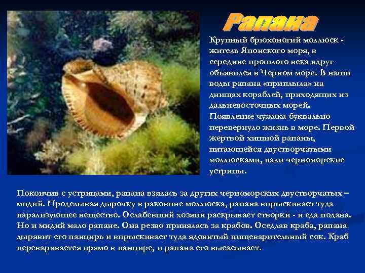 Крупный брюхоногий моллюск житель Японского моря, в середине прошлого века вдруг объявился в Черном