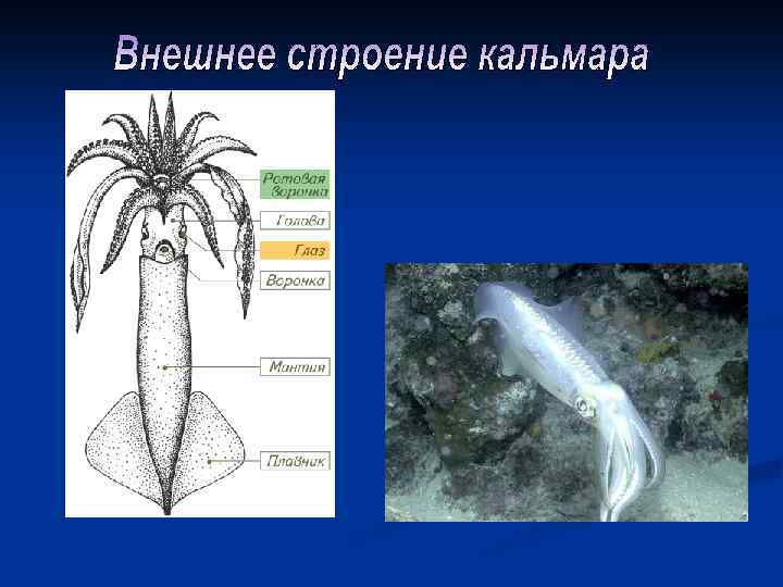 Навык кальмара. Внешнее строение кальмара. Вн еш н ее строение кальмара. Внешнее и внутреннее строение кальмара. Части тела кальмара.