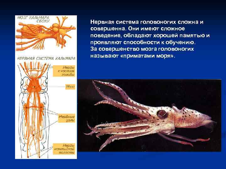 Нервная система головоногих моллюсков. Класс головоногие моллюски нервная система. Нервная система головоногих. Нервная система головоногих моллюсков схема. Выделительная система головоногих.