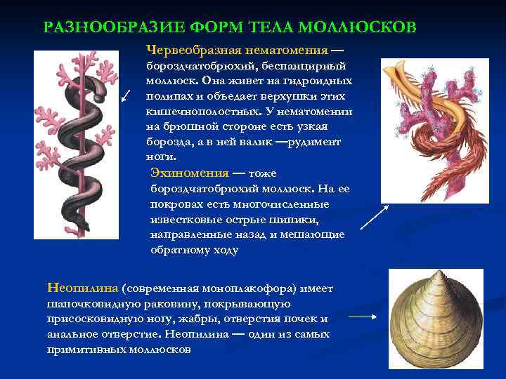 РАЗНООБРАЗИЕ ФОРМ ТЕЛА МОЛЛЮСКОВ Червеобразная нематомения — бороздчатобрюхий, беспанцирный моллюск. Она живет на гидроидных