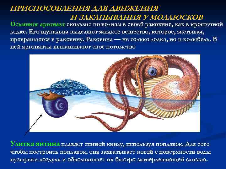 Передвижение головоногих. Головоногие моллюски Аргонавт. Строение осьминога. Приспособления моллюсков. Внутреннее строение аргонавта.