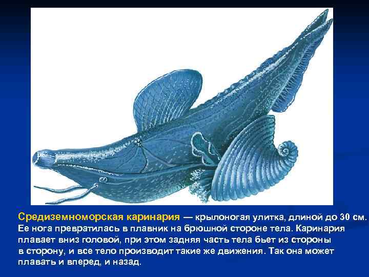 Средиземноморская каринария — крылоногая улитка, длиной до 30 см. Ее нога превратилась в плавник