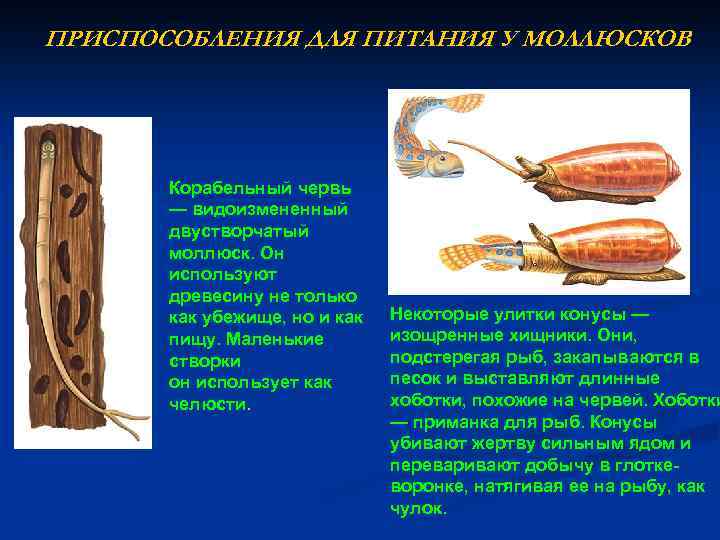 ПРИСПОСОБЛЕНИЯ ДЛЯ ПИТАНИЯ У МОЛЛЮСКОВ Корабельный червь — видоизмененный двустворчатый моллюск. Он используют древесину