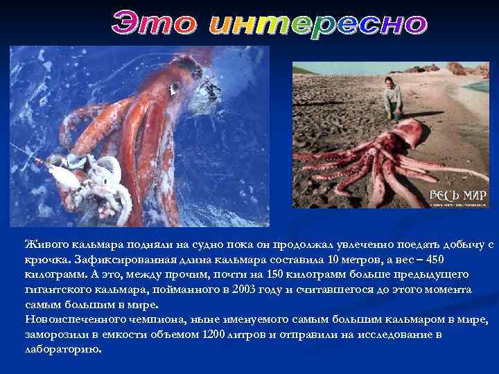 Живого кальмара подняли на судно пока он продолжал увлеченно поедать добычу с крючка. Зафиксированная