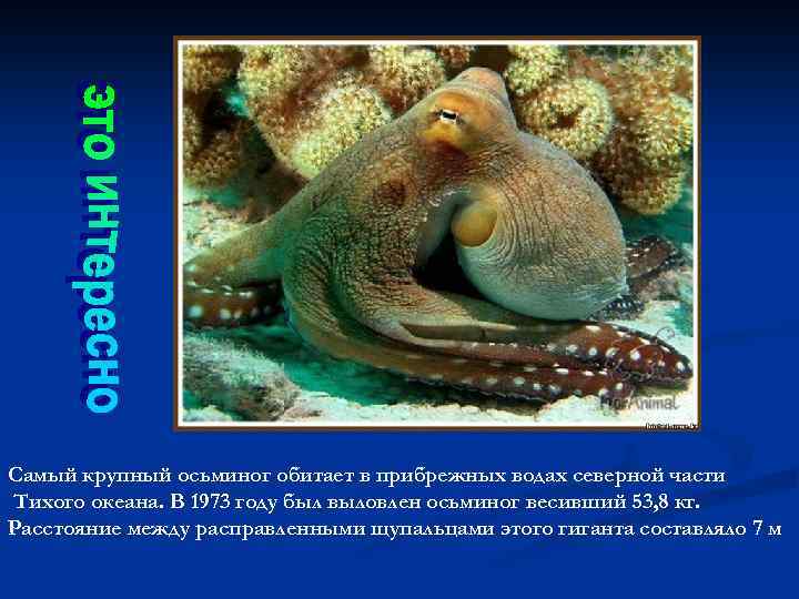 Самый крупный осьминог обитает в прибрежных водах северной части Тихого океана. В 1973 году