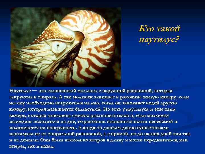 Что означает моллюск. Наутилус головоногие. Класс головоногие моллюски Наутилус. Строение раковины головоногих Наутилус.