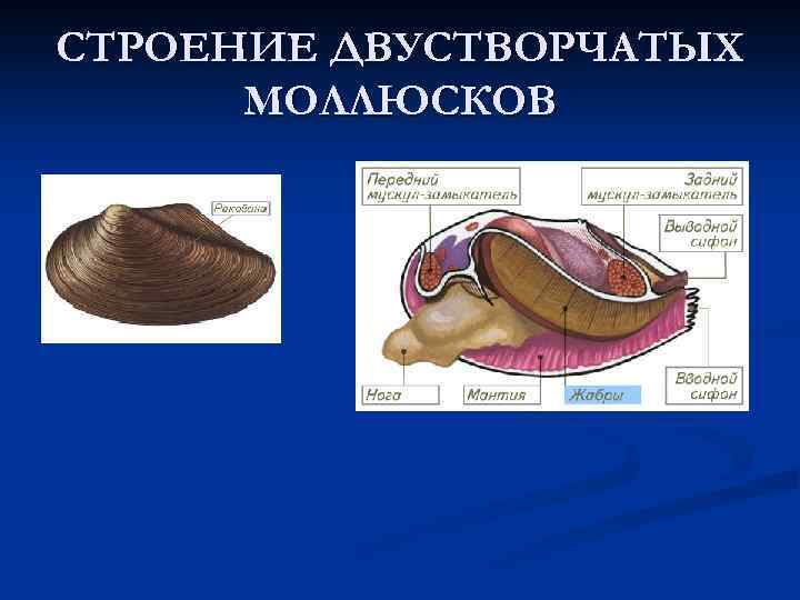 Особенности строения двустворчатых моллюсков. Нервная система двустворчатых моллюсков. Класс двустворчатые моллюски нервная система. Система органов двустворчатых. Нервная система двустворчатых моллюсков представлена.