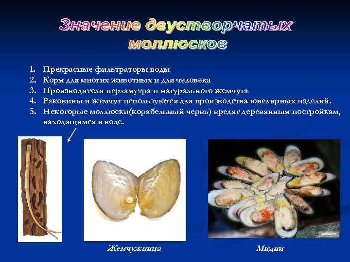 1. 2. 3. 4. 5. Прекрасные фильтраторы воды Корм для многих животных и для