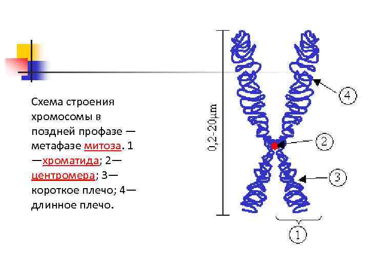 Схема строения хромосомы в поздней профазе — метафазе митоза. 1 —хроматида; 2— центромера; 3—