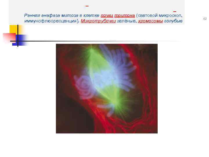  Ранняя анафаза митоза в клетке почки тритона (световой микроскоп, иммунофлюоресценция). Микротрубочки зелёные, хромосомы
