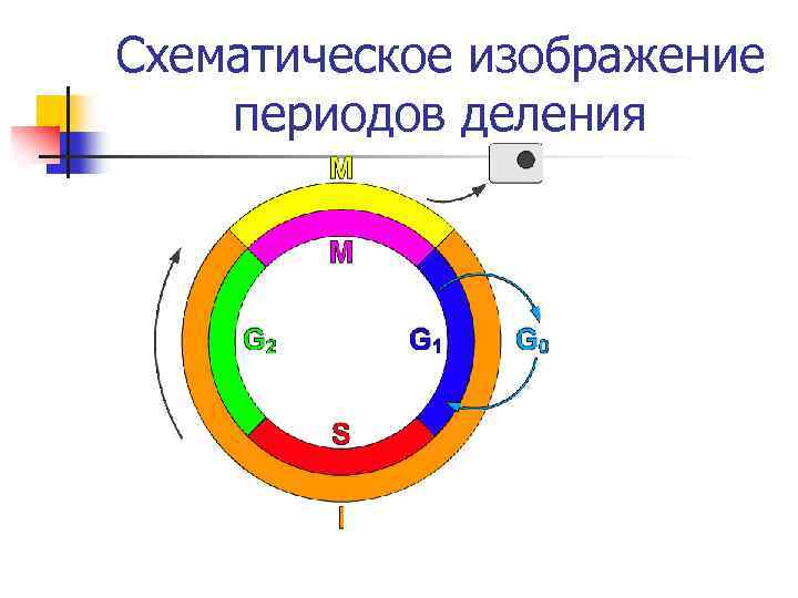 Схематическое изображение периодов деления 