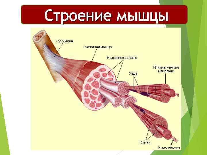 Строение мышцы Четырехглавая 