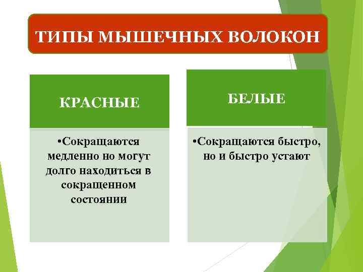 ТИПЫ МЫШЕЧНЫХ ВОЛОКОН КРАСНЫЕ БЕЛЫЕ • Сокращаются медленно но могут долго находиться в сокращенном