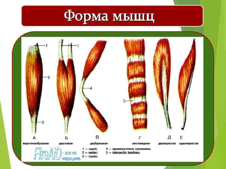 Форма мышц 