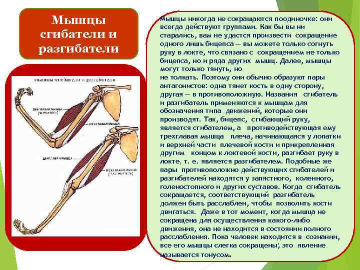 Мышцы сгибатели и разгибатели Мышцы никогда не сокращаются поодиночке: они всегда действуют группами. Как