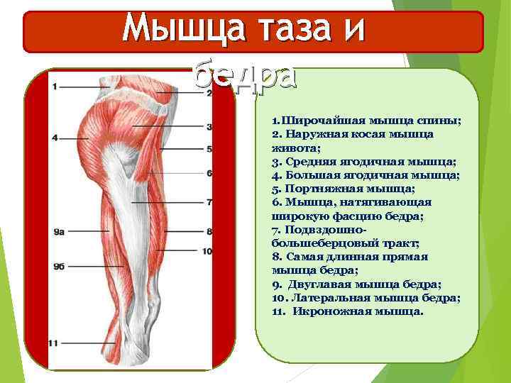 Портняжная мышца бедра функции