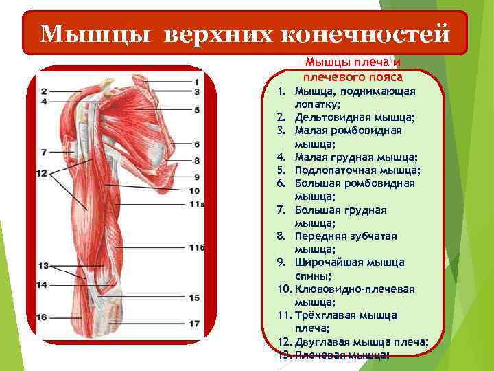 Мышцы верхних конечностей Мышцы плеча и плечевого пояса 1. Мышца, поднимающая лопатку; 2. Дельтовидная