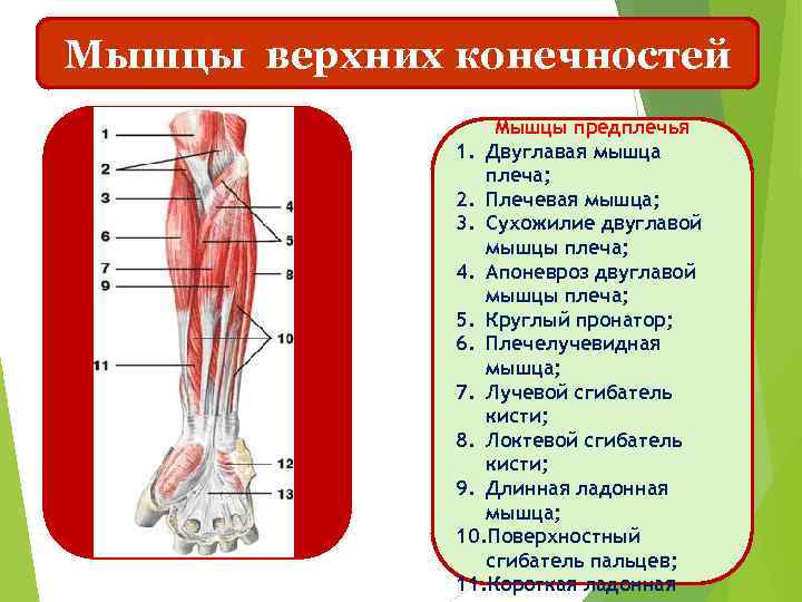 Мышцы верхних конечностей Мышцы предплечья 1. Двуглавая мышца плеча; 2. Плечевая мышца; 3. Сухожилие