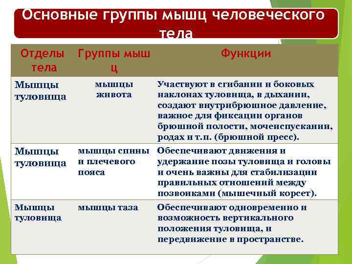 Основные группы мышц человеческого тела Отделы тела Группы мыш ц Функции Мышцы туловища мышцы