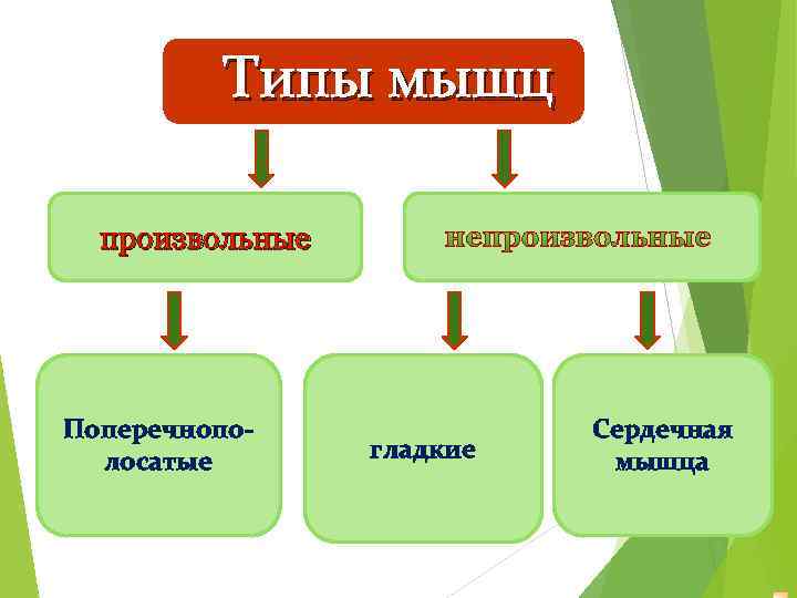 Типы мышц произвольные Поперечнополосатые гладкие Сердечная мышца 