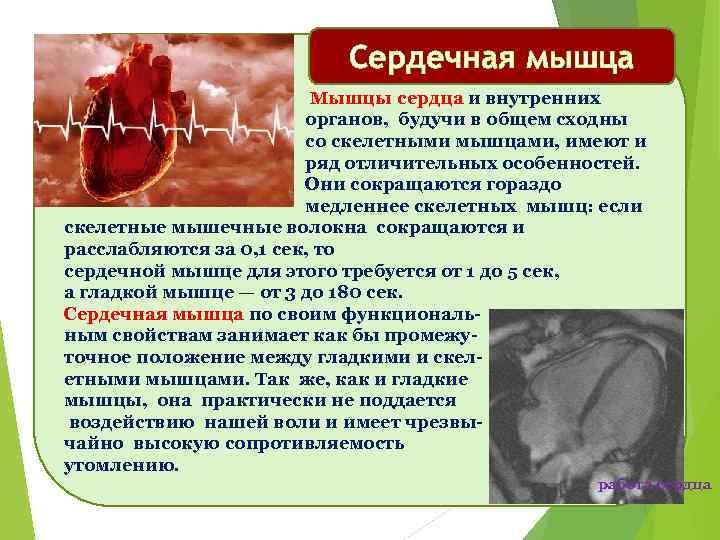 Сердечная мышца Мышцы сердца и внутренних органов, будучи в общем сходны со скелетными мышцами,