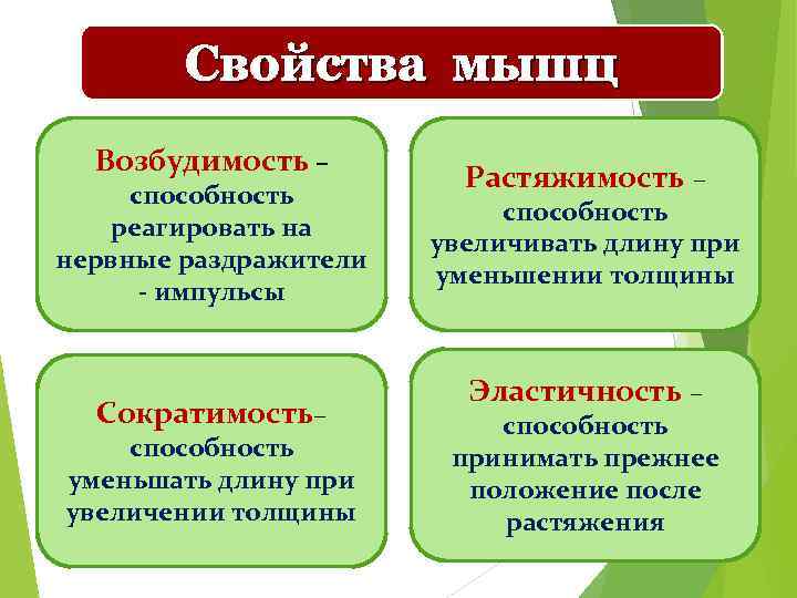 Свойства мышц Возбудимость – способность реагировать на нервные раздражители - импульсы Сократимость– способность уменьшать