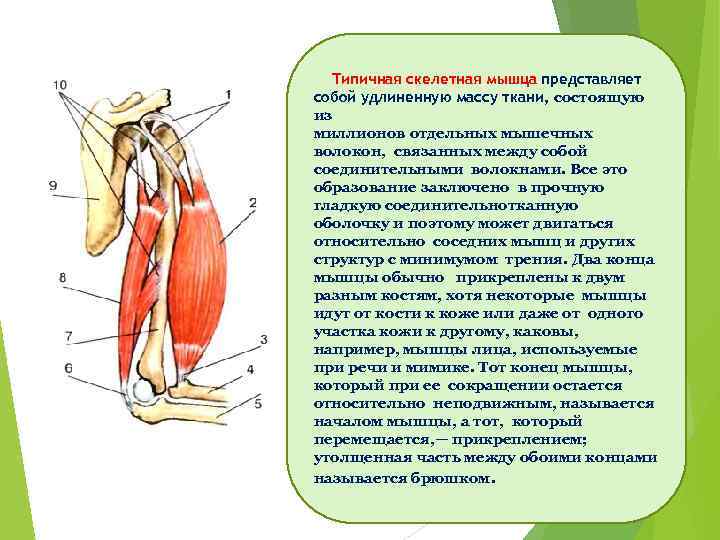 Типичная скелетная мышца представляет собой удлиненную массу ткани, состоящую из миллионов отдельных мышечных волокон,