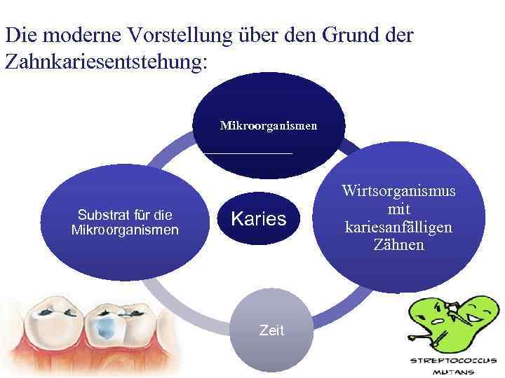 Die moderne Vorstellung über den Grund der Zahnkariesentstehung: Mikroorganismen Substrat für die Mikroorganismen Karies