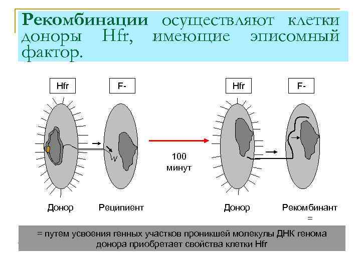 Рекомбинации осуществляют клетки доноры Hfr, имеющие эписомный фактор. Hfr F- 100 минут Донор Реципиент