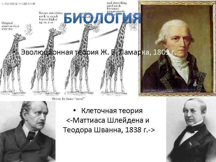  • Эволюционная теория Ж. Б. Ламарка, 1809 г. • Клеточная теория <-Маттиаса Шлейдена