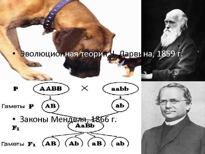  • Эволюционная теория Ч. Дарвина, 1859 г. • Законы Менделя, 1866 г. 