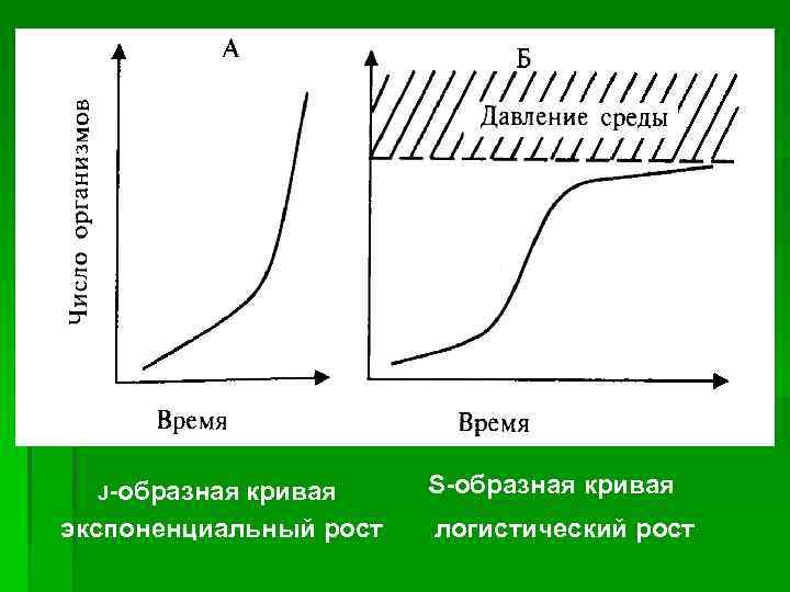 J-образная кривая экспоненциальный рост S-образная кривая логистический рост 