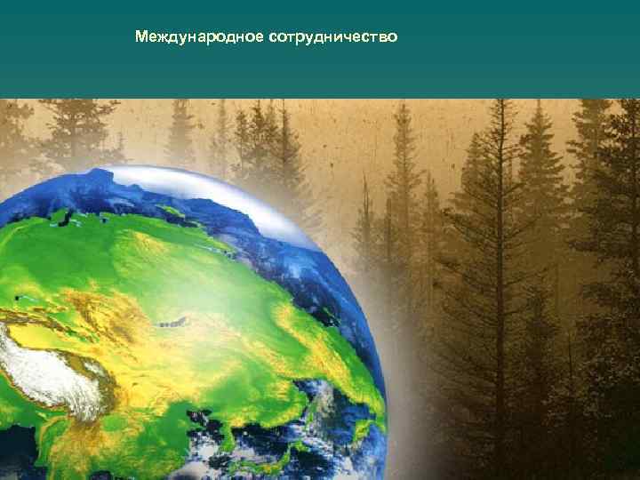 Международное сотрудничество 