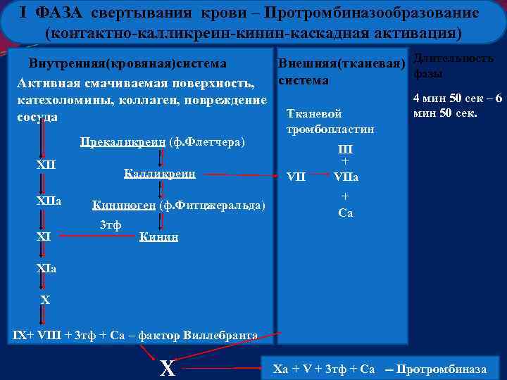 Фазы свертывания крови схема