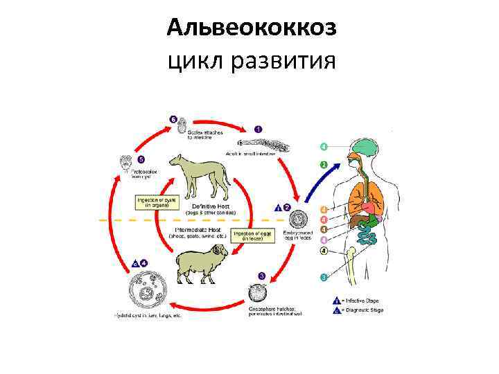 Альвеококкоз цикл развития 